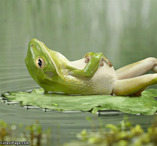 Relaxing_Frog